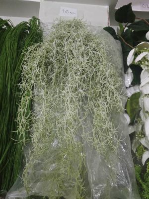 خزه اسپانیایی