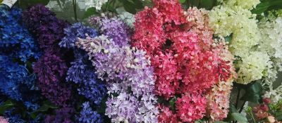 شکوفه خوشه ای لمسی یاس