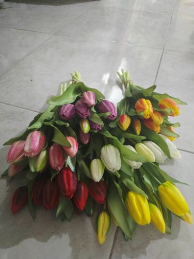 لاله دسته ۷تایی لمسی