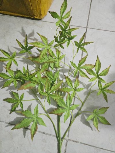 شاخه برگ افرا۳بعدی