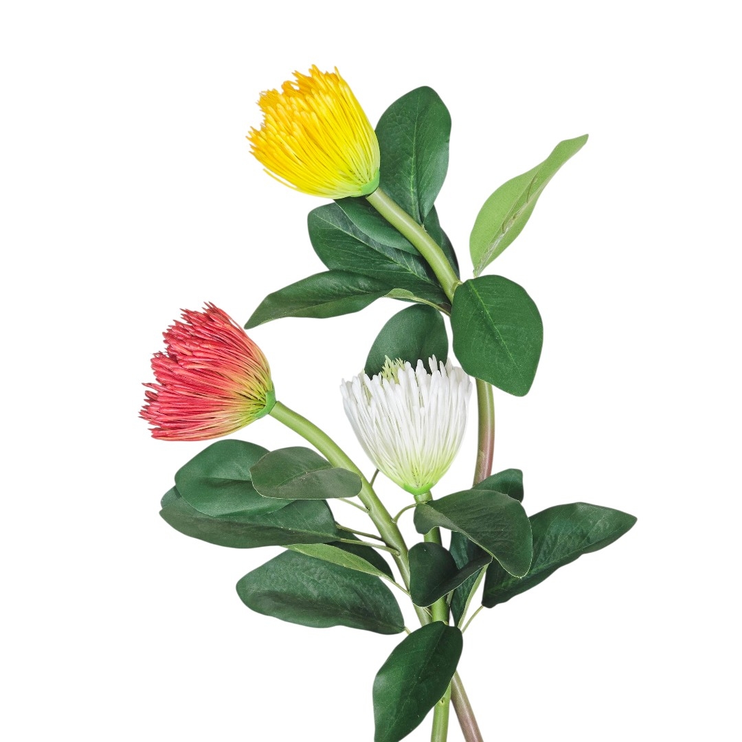 گل بالشتی(پینکاشن Pincushion)